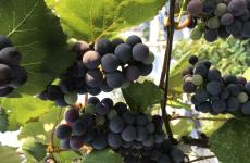 Гостевой дом «Марина». Фото №1