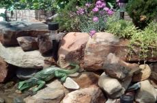 Гостевой дом «Элина» Витязево. Фото №19