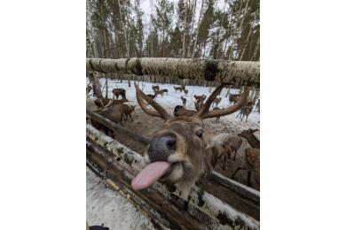 В гости к сказочным оленям