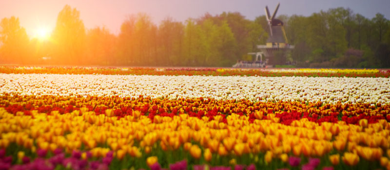 Легендарные тюльпаны в Голландии